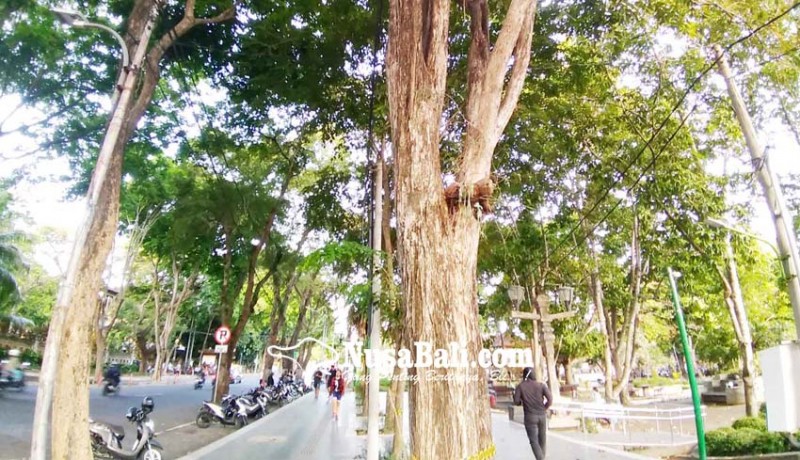 www.nusabali.com-50000-pohon-perindang-di-denpasar-diasuransikan
