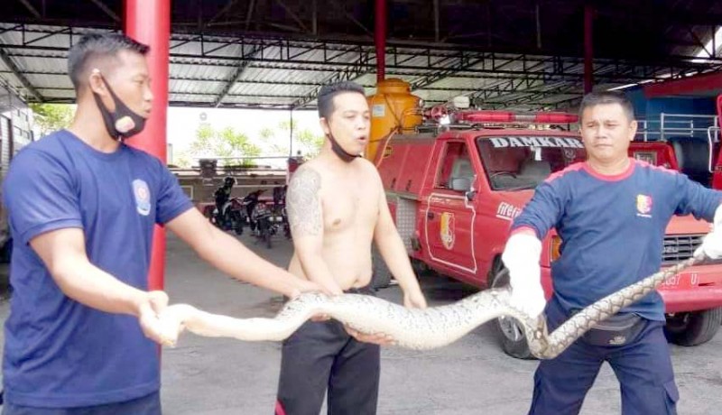 www.nusabali.com-ular-piton-3-meter-gegerkan-penarukan