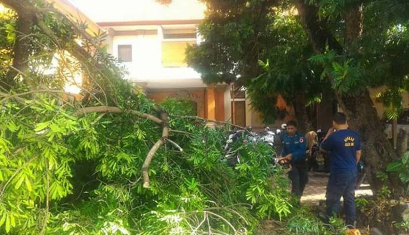 www.nusabali.com-pohon-di-kantor-bupati-gianyar-tumbang