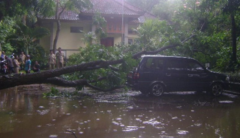 www.nusabali.com-pohon-tumbang-kendaraan-dinas-hancur