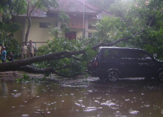 Nusabali.com - pohon-tumbang-kendaraan-dinas-hancur