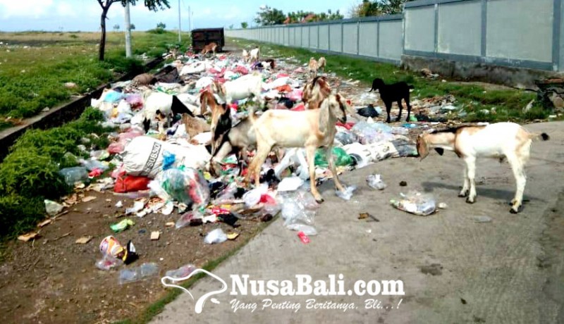 www.nusabali.com-sampah-berserakan-dikerumuni-kambing