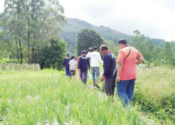 Nusabali.com - bawang-merah-bantu-kesejahteraan-petani-songan