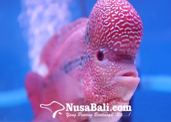 Nusabali.com - kembali-populer-102-peserta-pamerkan-ikan-louhan