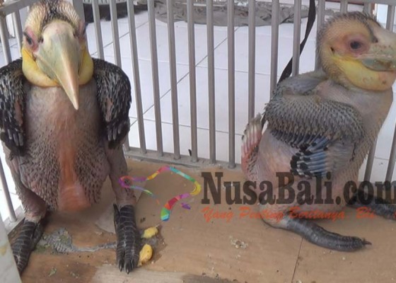Nusabali.com - polisi-gagalkan-upaya-penyelundupan-burung-rangkong