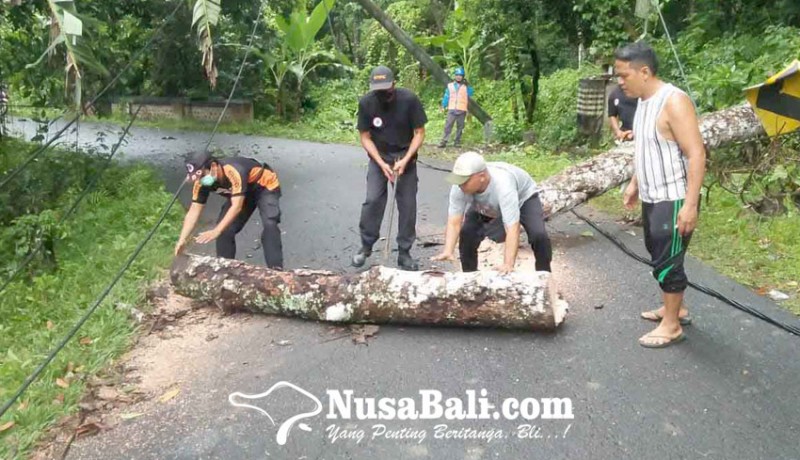 www.nusabali.com-pohon-tumbang-truk-kesulitan-melintas