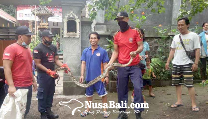 www.nusabali.com-petugas-damkar-tangkap-ular-piton