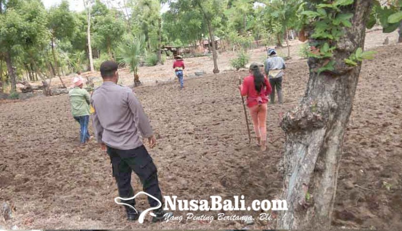 www.nusabali.com-warga-di-kecamatan-kubu-mulai-tanam-hortikultura