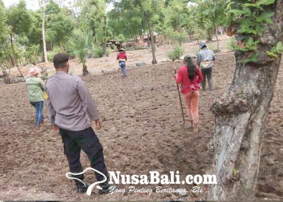 Nusabali.com - warga-di-kecamatan-kubu-mulai-tanam-hortikultura