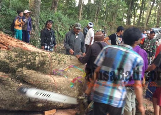 Nusabali.com - pohon-tumbang-penelokan-besakih-macet-4-jam