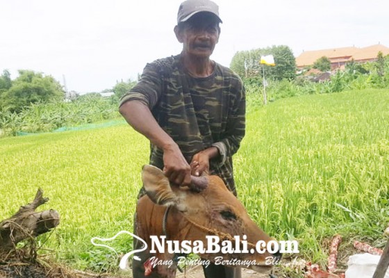 Nusabali.com - maling-mutilasi-sapi-di-kandang