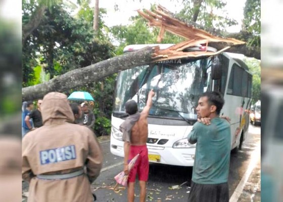 Nusabali.com - bus-pariwisata-tertimpa-pohon-tumbang