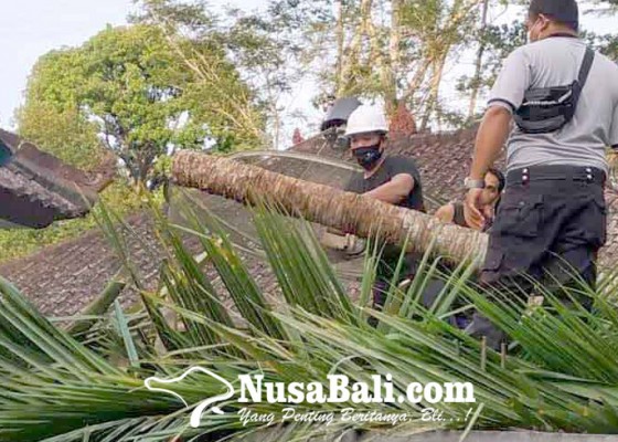 Nusabali.com - dua-rumah-tertimpa-pohon-tumbang