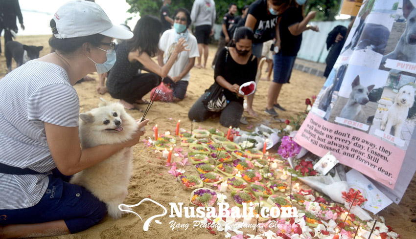 NUSABALI.com - 7 Anjing Mati Diduga Diracun, Para Feeders Gelar Doa Bersama