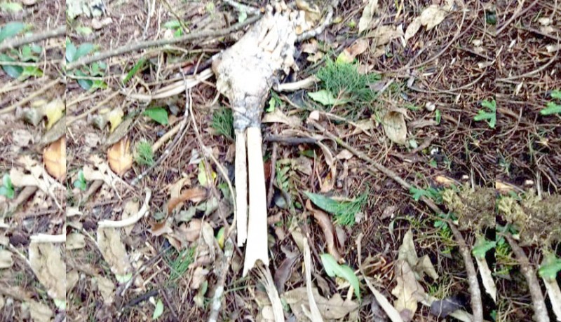 www.nusabali.com-tulang-belulang-manusia-ditemukan-di-hutan-lindung-pupuan