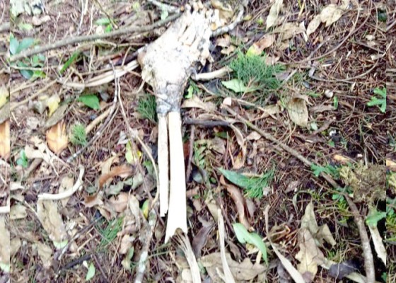 Nusabali.com - tulang-belulang-manusia-ditemukan-di-hutan-lindung-pupuan