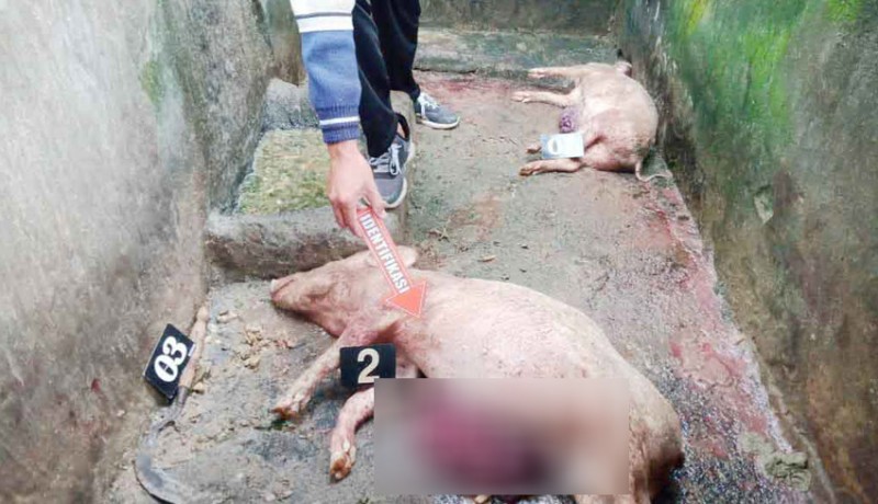 www.nusabali.com-babi-warga-dibunuh-hingga-usus-terburai