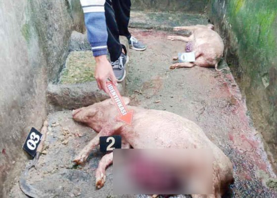 Nusabali.com - babi-warga-dibunuh-hingga-usus-terburai