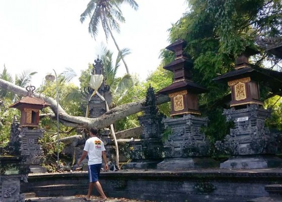 Nusabali.com - pohon-beringin-keramat-tumbang-dua-palinggih-rusak