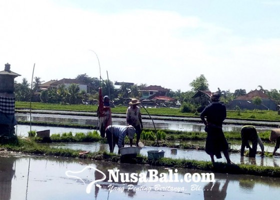 Nusabali.com - wujudkan-lumbung-pangan-daerah-buleleng-petakan-subak-produktif-dan-hilirisasi-pertanian