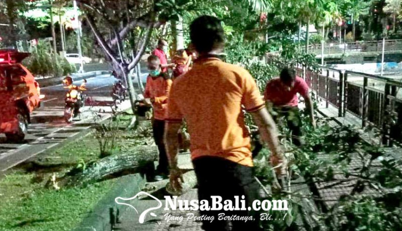 www.nusabali.com-pohon-tumbang-di-taman-jogging