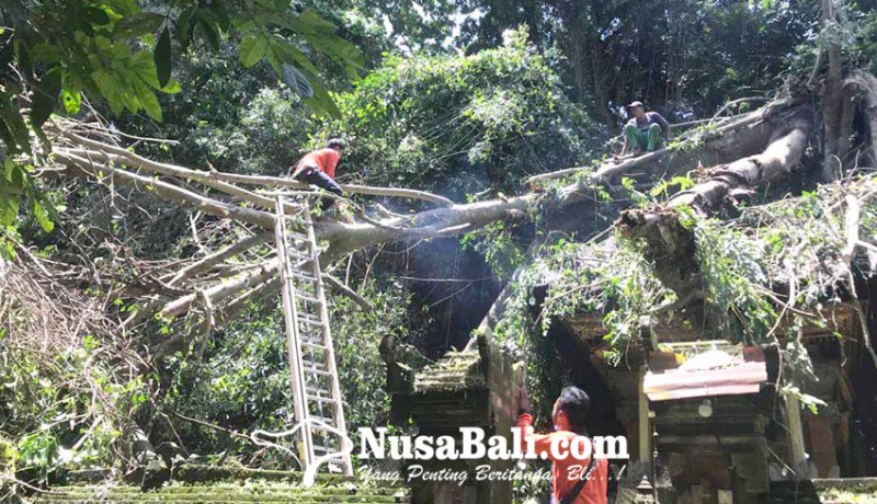 www.nusabali.com-area-pura-tertimpa-pohon-tumbang