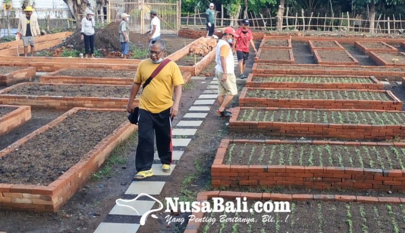 www.nusabali.com-manfaatkan-kompos-tps-3r-ajak-warga-kembangkan-urban-farming