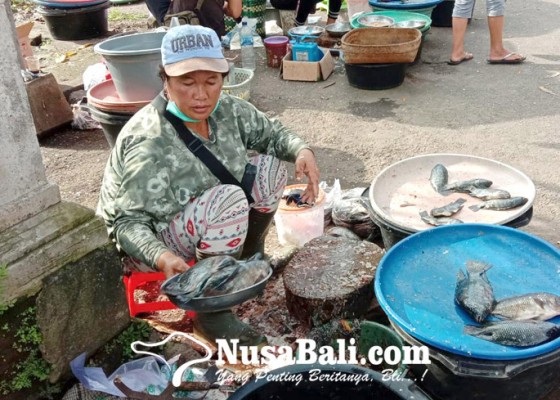 Nusabali.com - penjualan-ikan-mujair-merosot