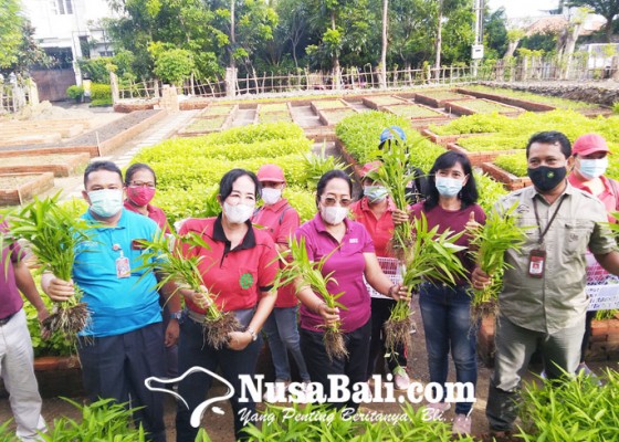 Nusabali.com - desa-baktiseraga-panen-perdana-sayur-organik
