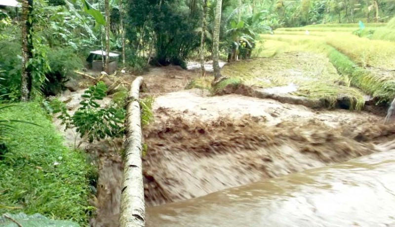 www.nusabali.com-padi-siap-panen-rusak-diterjang-banjir