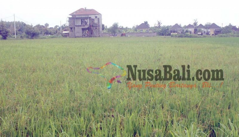 www.nusabali.com-tanaman-padi-di-subak-berawah-berawantangi-terserang-gulma