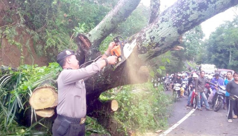 www.nusabali.com-pohon-tumbang-jalur-denpasar-singaraja-macet-1-jam