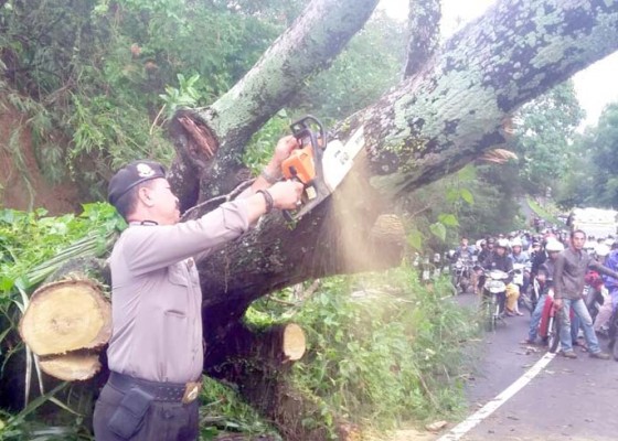 Nusabali.com - pohon-tumbang-jalur-denpasar-singaraja-macet-1-jam