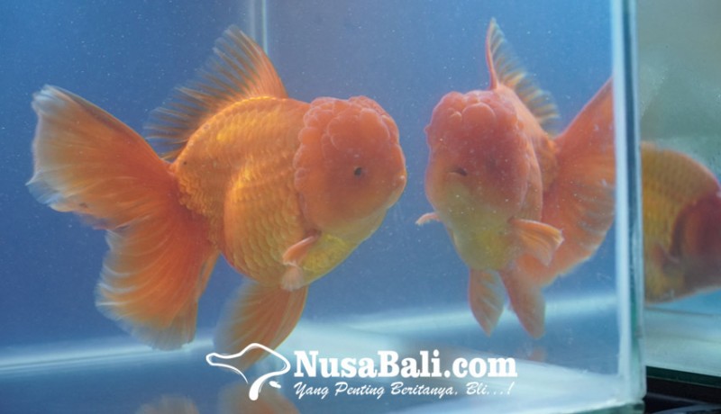 www.nusabali.com-bali-goldfish-united-gelar-mini-show-dan-kompetisi-ikan-mas-koki