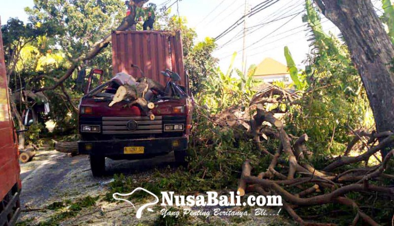 www.nusabali.com-truk-tertimpa-pohon-sopir-dan-kernet-selamat