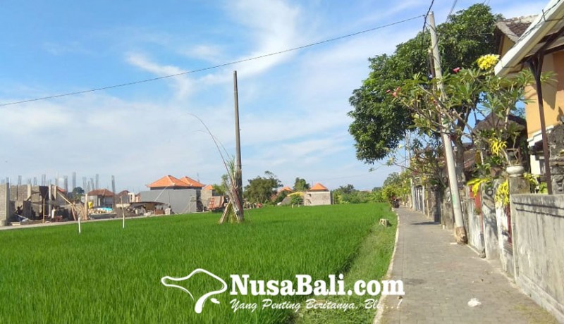 www.nusabali.com-lahan-pertanian-di-denpasar-susut-212-ha-dalam-setahun