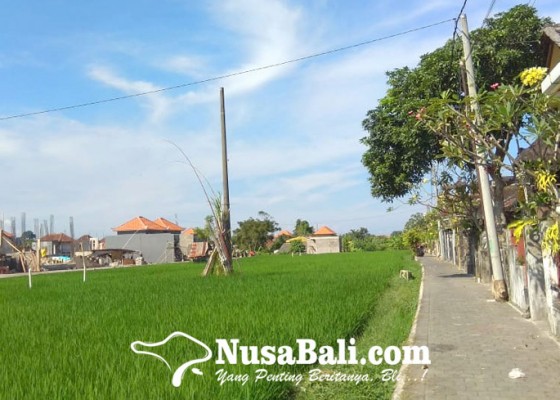 Nusabali.com - lahan-pertanian-di-denpasar-susut-212-ha-dalam-setahun