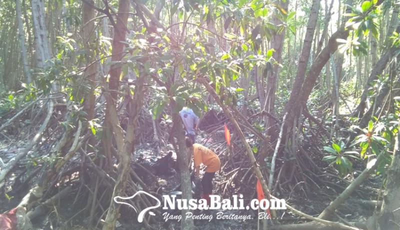 www.nusabali.com-hutan-mangrove-dipenuhi-sampah-kiriman-dari-hulu