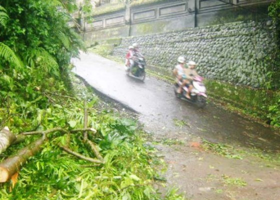 Nusabali.com - pohon-tumbang-penatahan-susut-macet-satu-jam