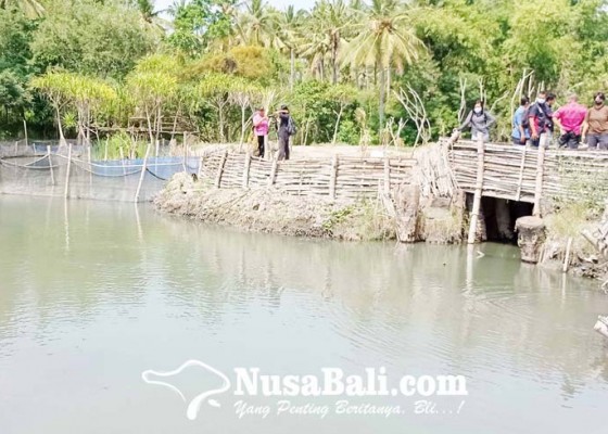 Nusabali.com - desa-sanggalangit-gerokgak-rintis-kampung-bandeng