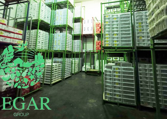 Nusabali.com - tips-memilih-distributor-buah-import-dan-lokal-di-jakarta