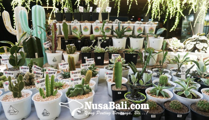 www.nusabali.com-tanaman-kaktus-dan-sekulen-makin-populer-di-masa-pandemi