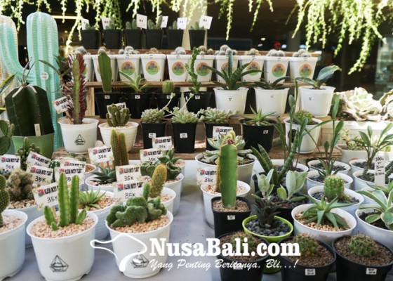 Nusabali.com - tanaman-kaktus-dan-sekulen-makin-populer-di-masa-pandemi