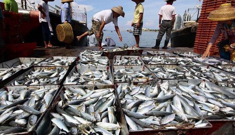 www.nusabali.com-ekspor-produk-ikan-tuna-ri-bisa-meningkat