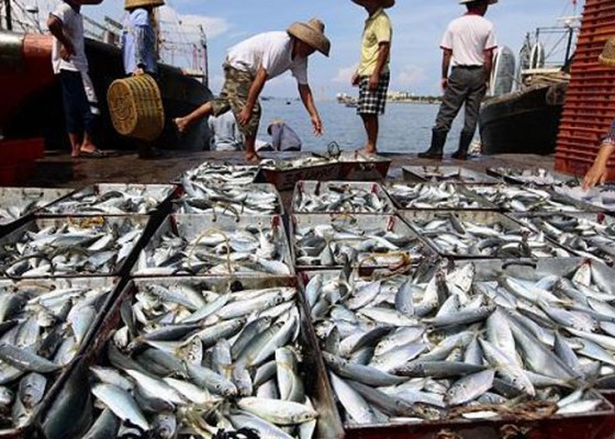 Nusabali.com - ekspor-produk-ikan-tuna-ri-bisa-meningkat