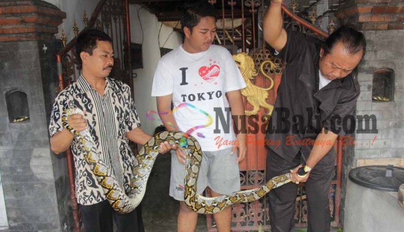 www.nusabali.com-pawang-ular-tangkap-python-3-meter