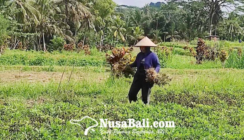 www.nusabali.com-petani-subak-badung-tak-bisa-tanam-padi