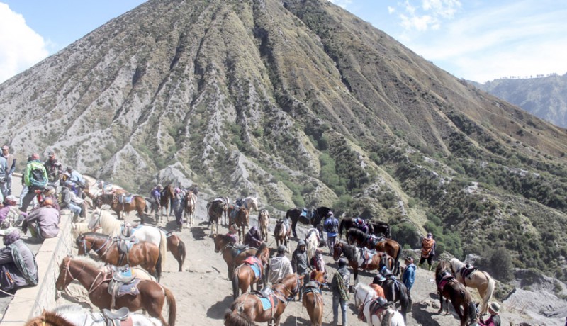 www.nusabali.com-jasa-penyewaan-kuda-di-gunung-bromo