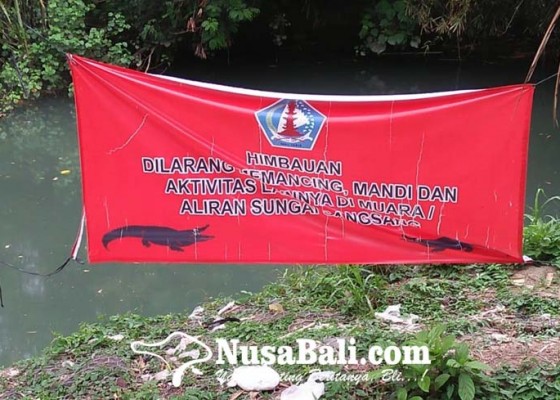 Nusabali.com - kawasan-tukad-sangsang-zona-berbahaya-buaya-muara-masih-berkeliaran