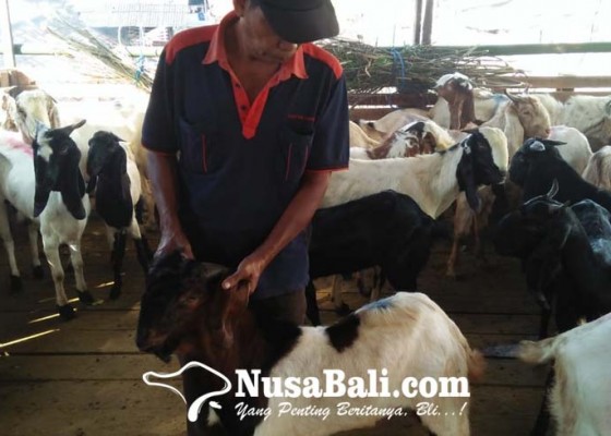Nusabali.com - ppkm-darurat-pedagang-hewan-kurban-kampung-jawa-layani-online-pilih-kambing-via-video-call